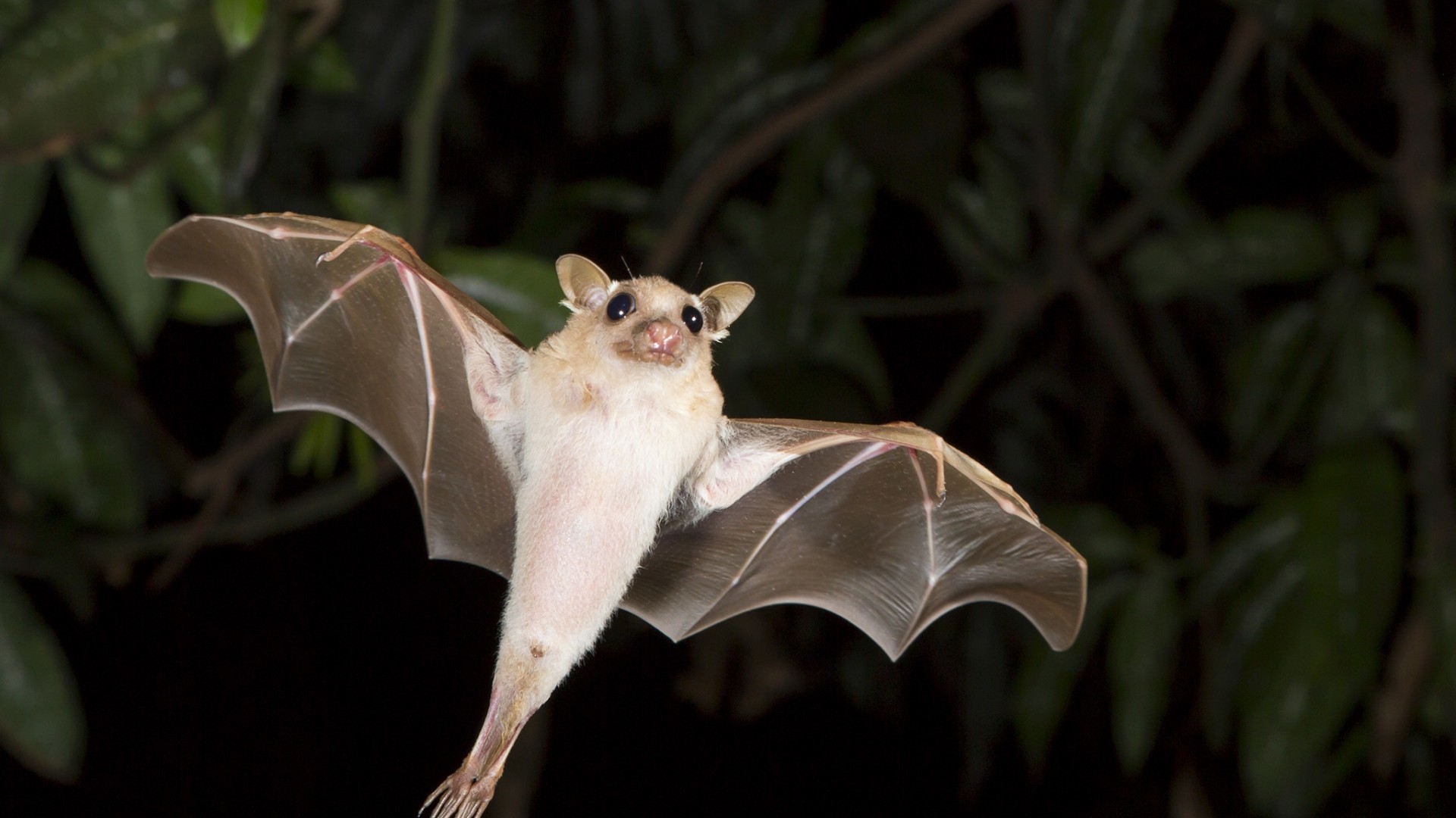 Fledermaus (Sandweiler)