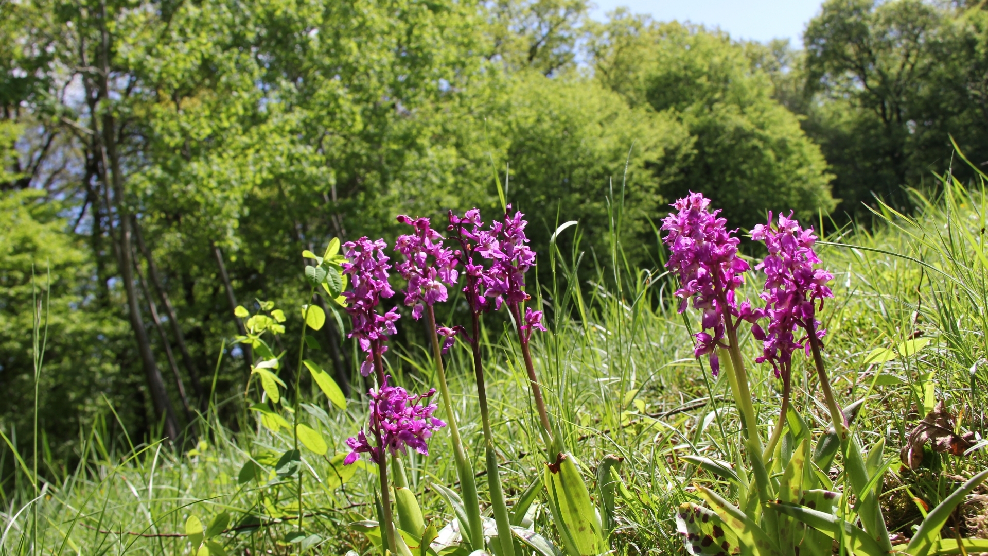 Bëschkierfecht Preparatioun (3)