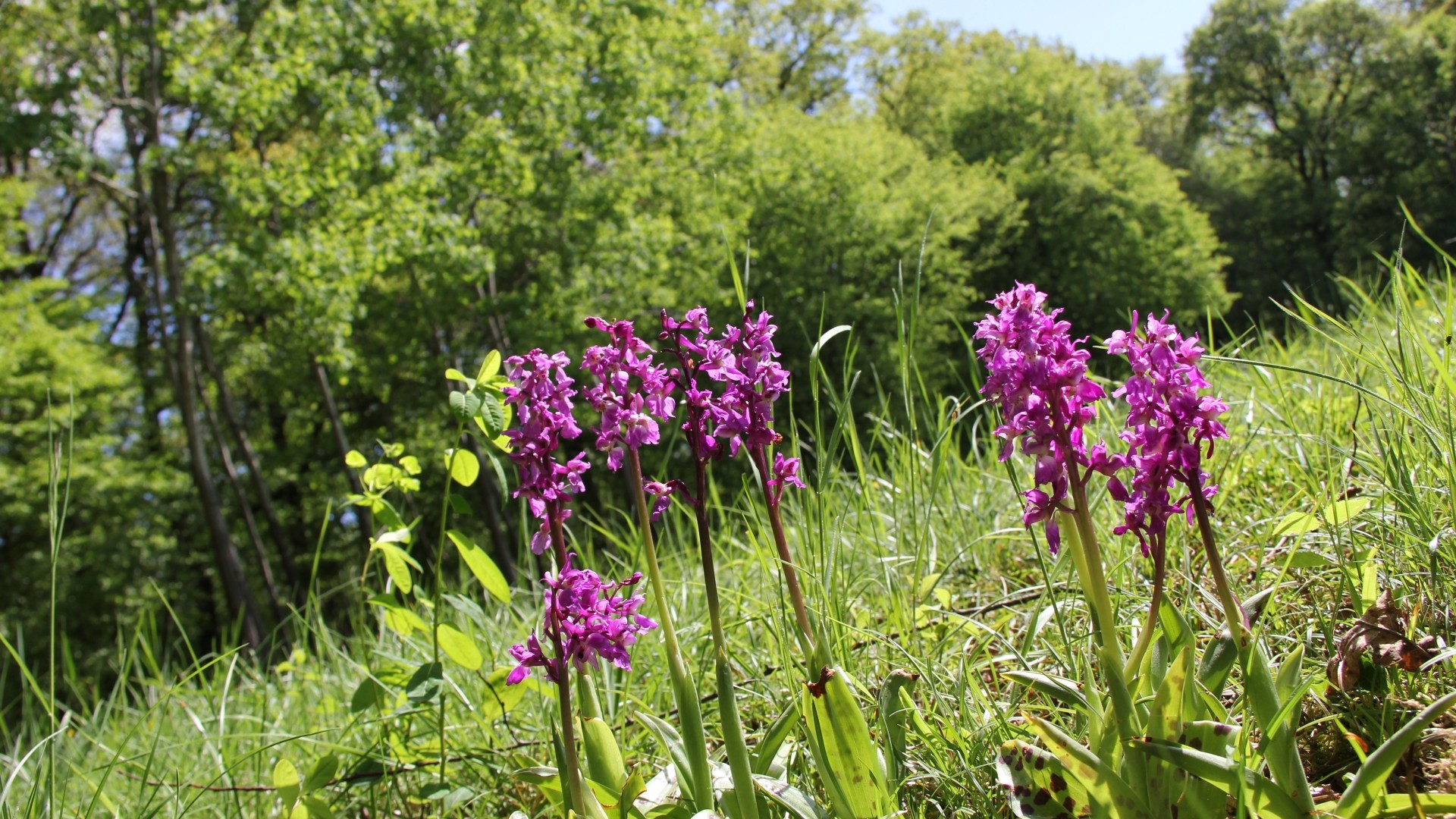 Bëschkierfecht Preparatioun (3)