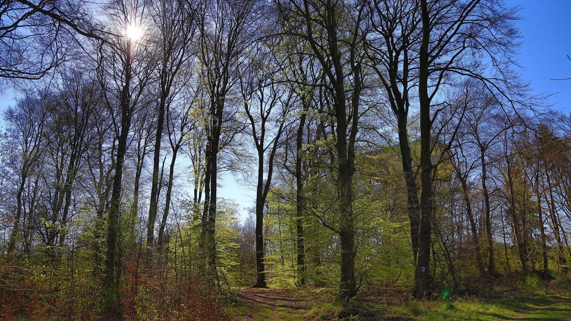 Forêt Sandfweiler (1)