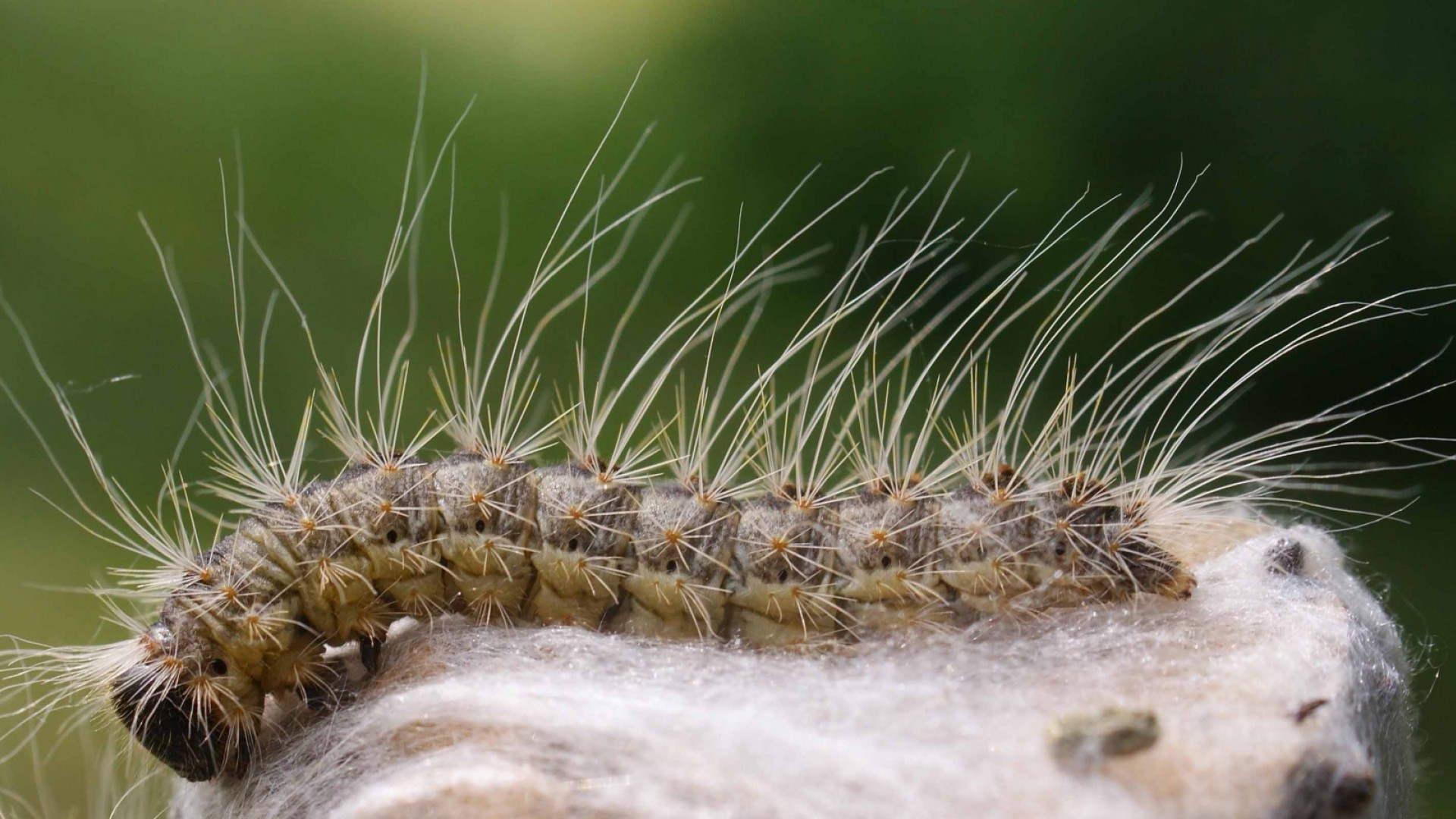 Eichenprozessionsspinner