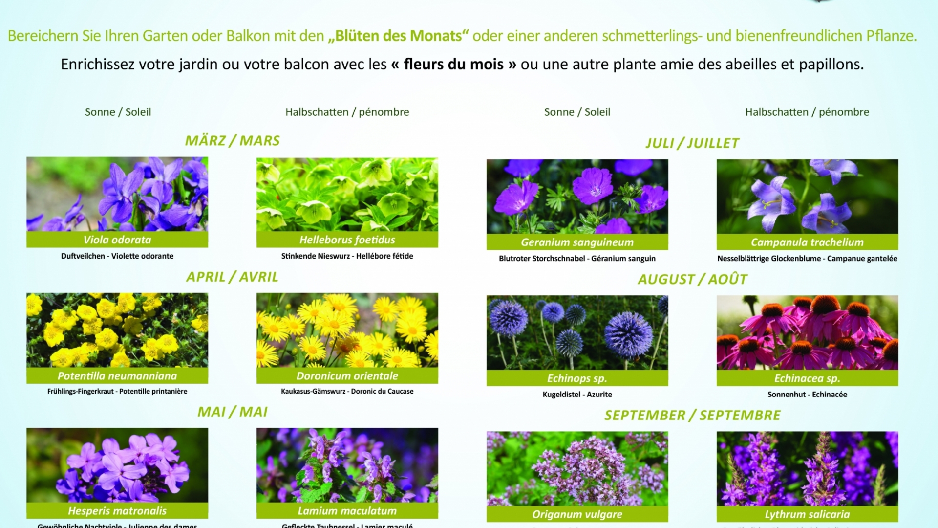 Meco web affiche commune FR a voller Blei