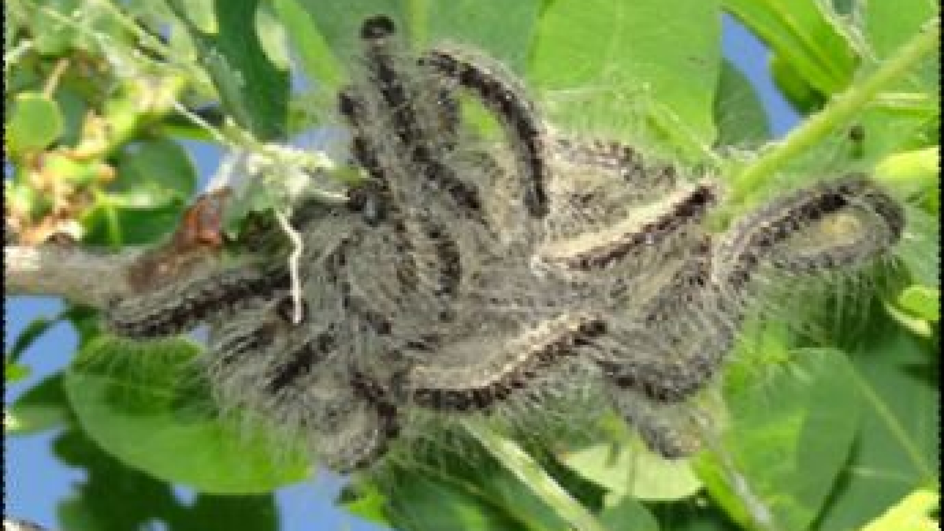 Eichenprozessionsspinner